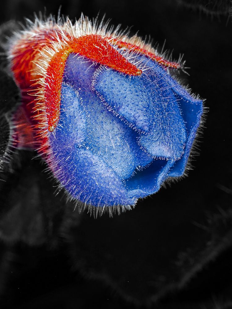 Microcosm of violets