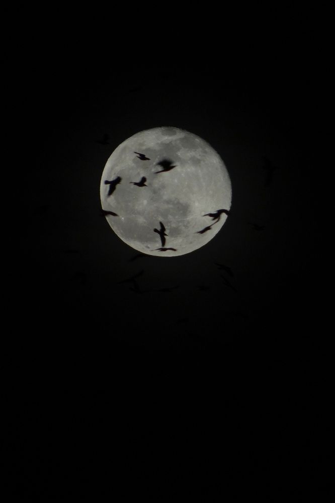 Birdlight