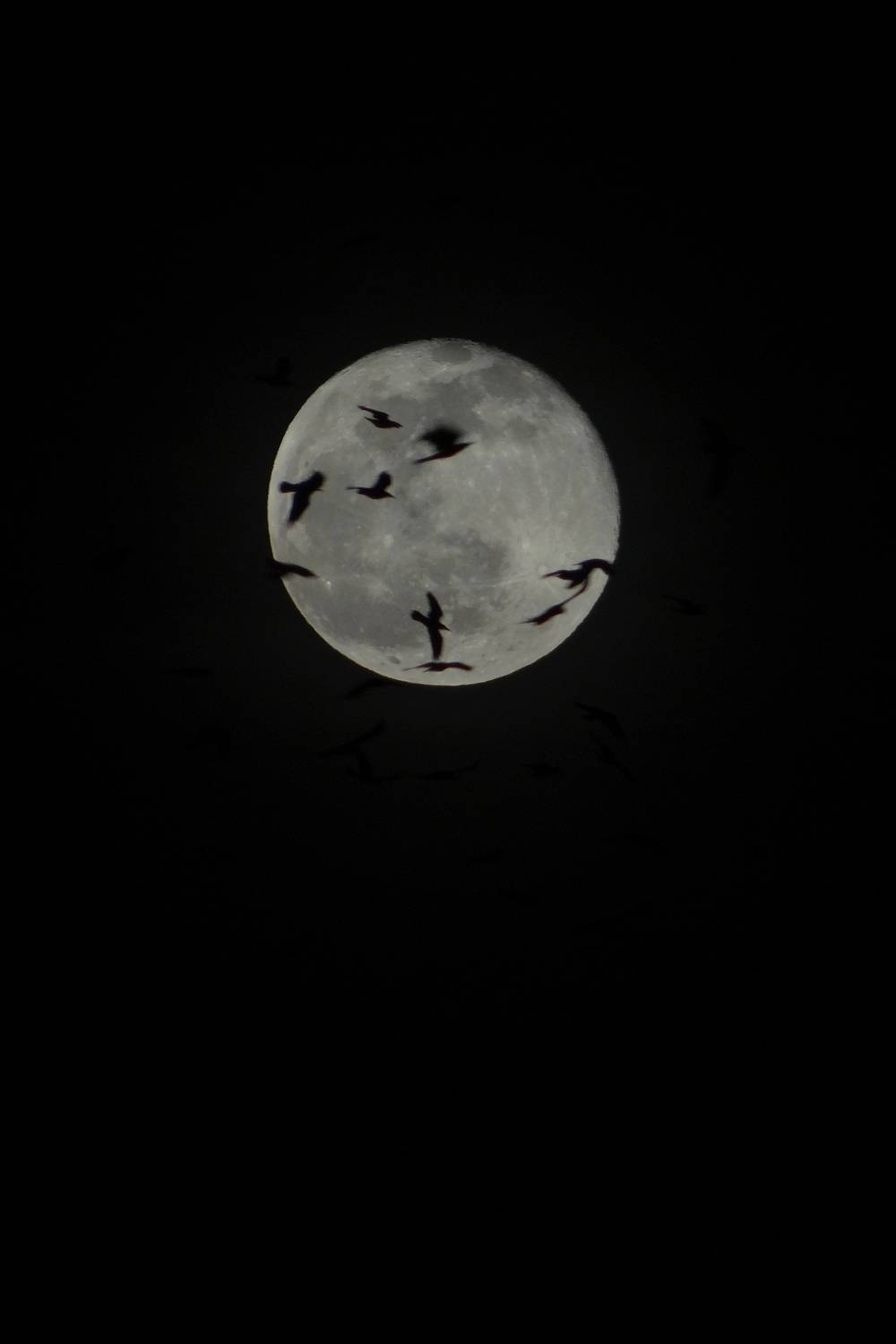 Birdlight