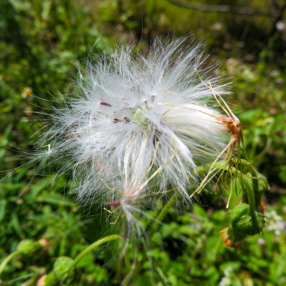 Photograph by Susmita Paul