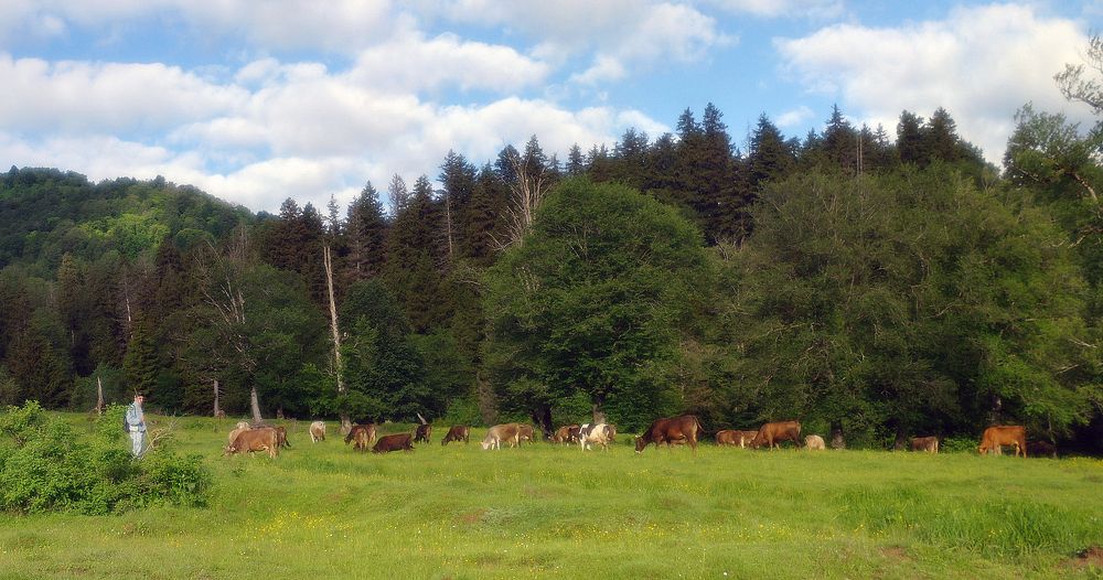 Пастух и стадо