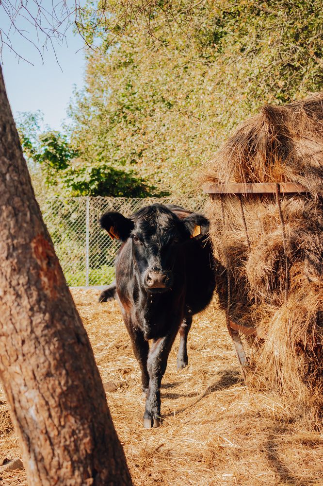 Photograph by Анастасия Тен