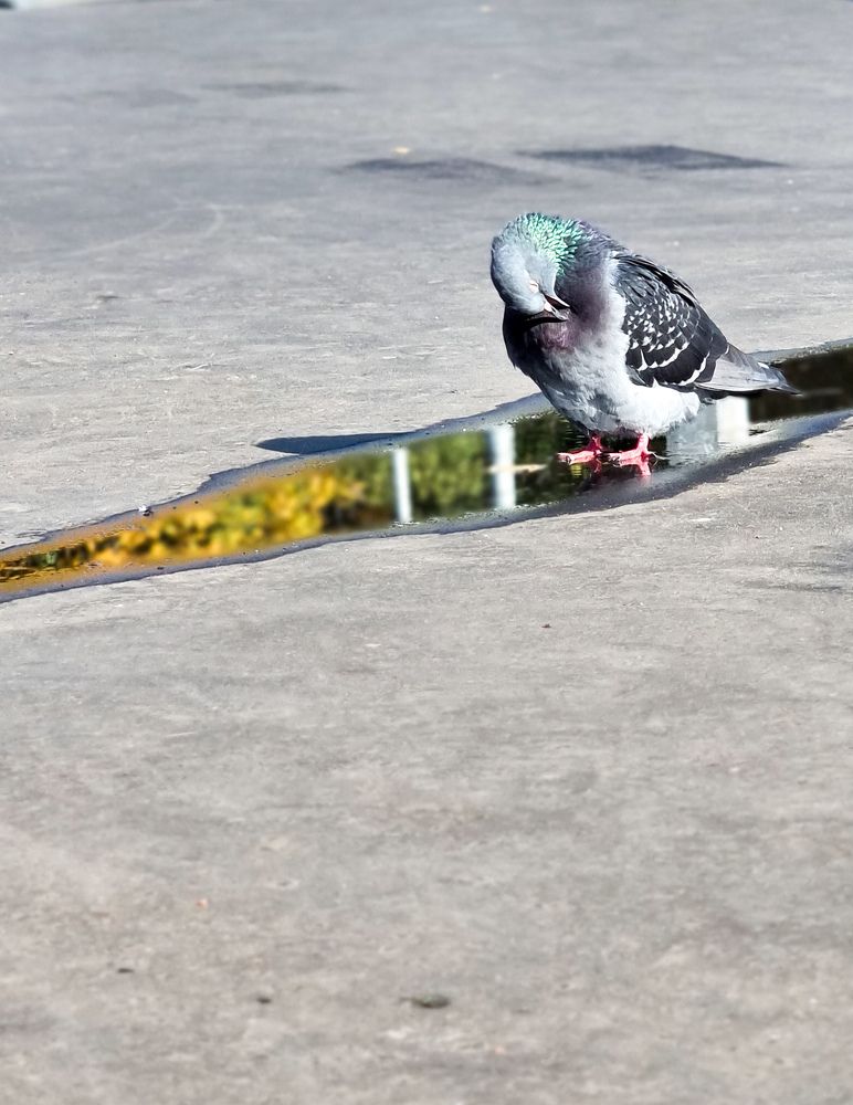 Фотография автора Светлана Алексеева