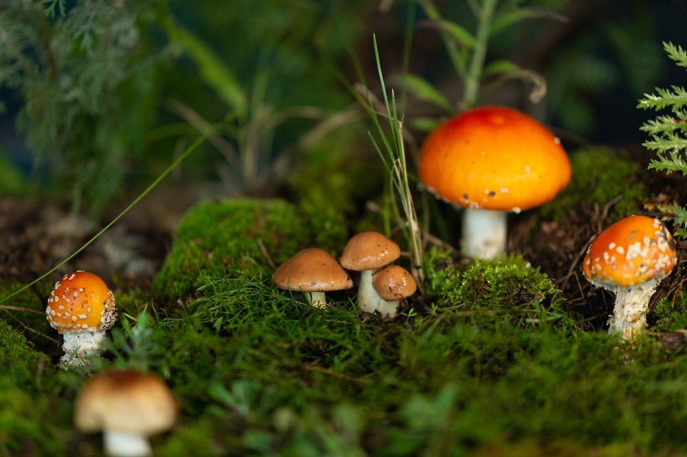 Photograph by Елена Куртеева