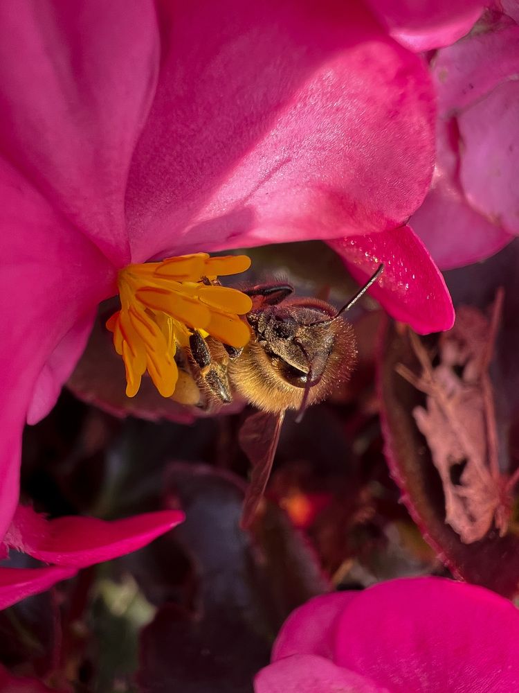 Photograph by Elvira