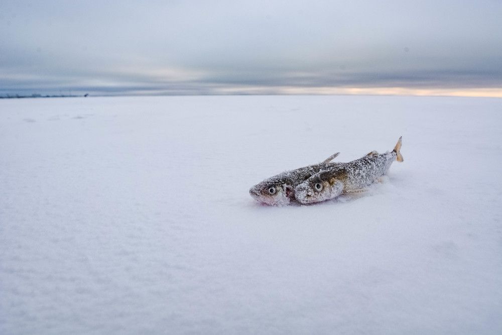 Photograph by Алексей Ильин