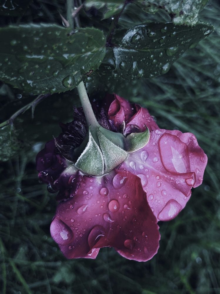 Photograph by Мария Байбарина