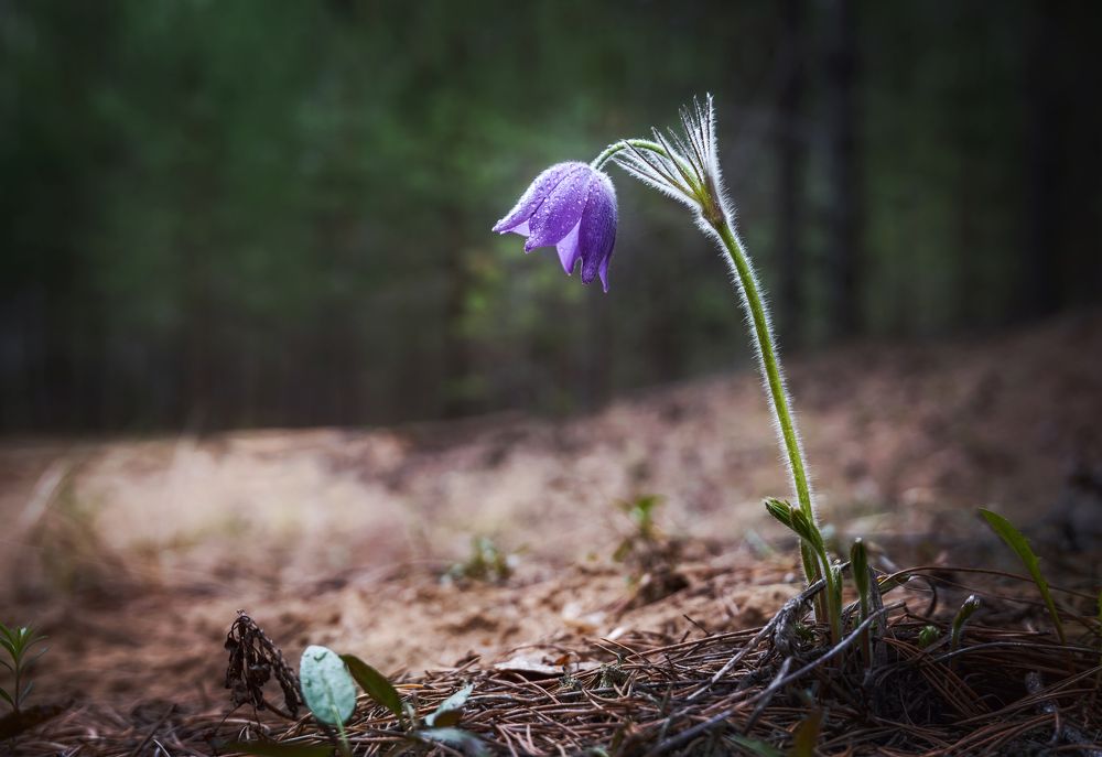 Photograph by Соколова Елена