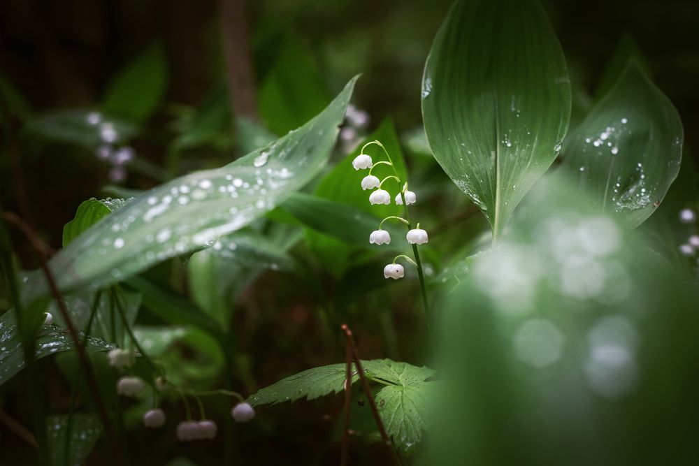 Photograph by Соколова Елена