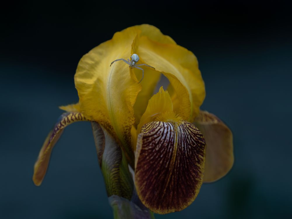 Photograph by Alexander Semenko