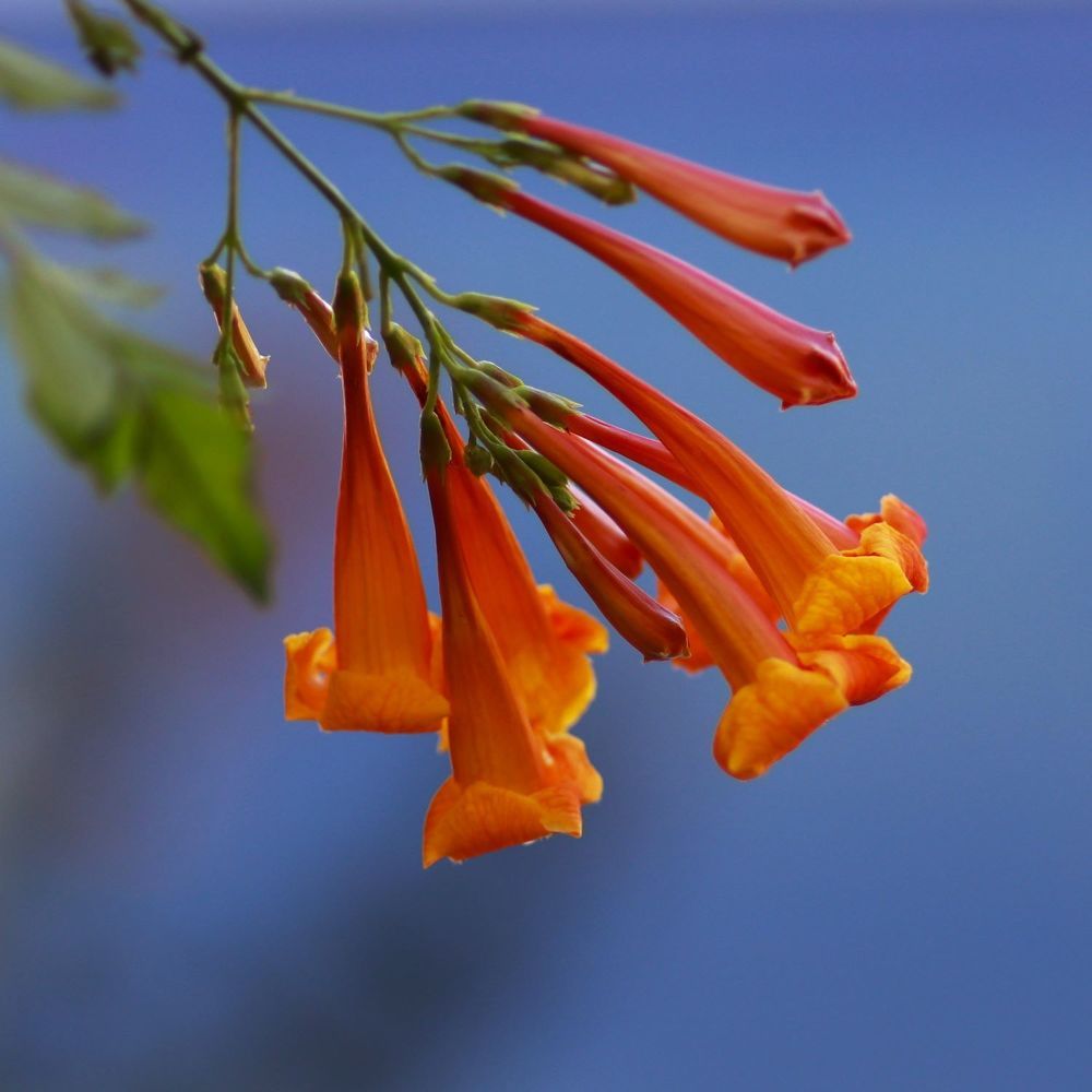 Photograph by Merav Zuberman Perkal