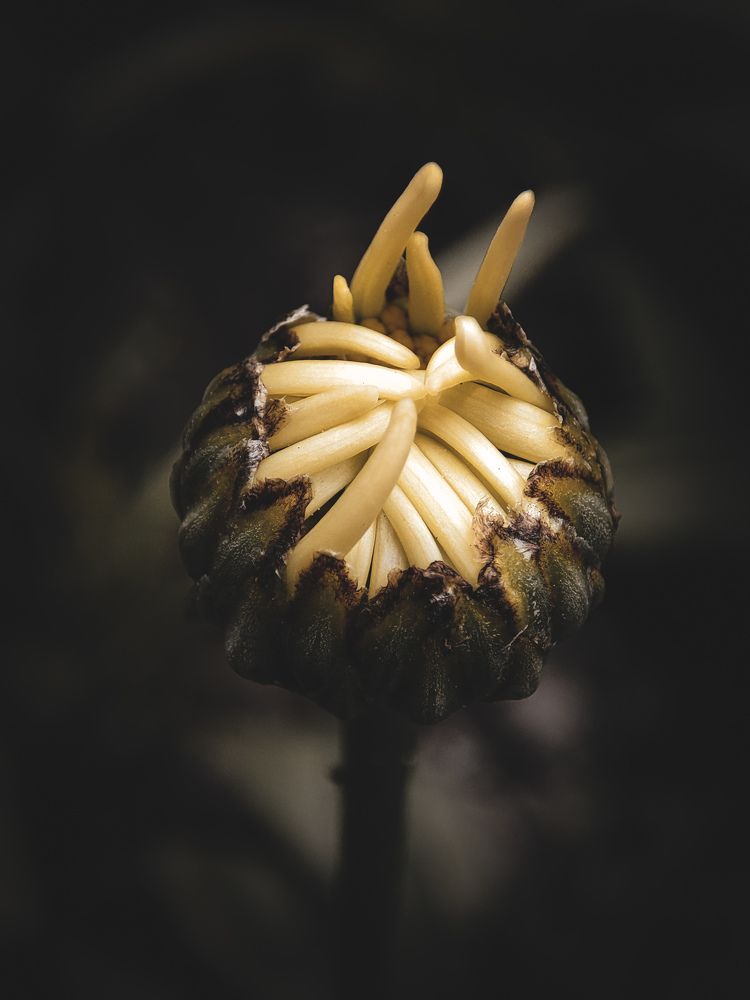 Photograph by Александра Петрова