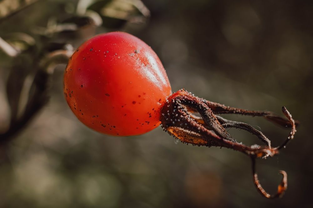 Шиповник-осьминог