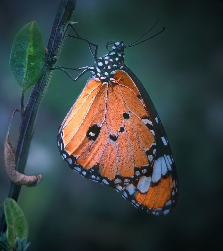 Photograph by Saurabh Kumar