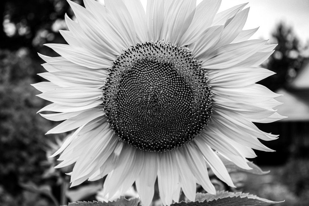 Photograph by Алексей