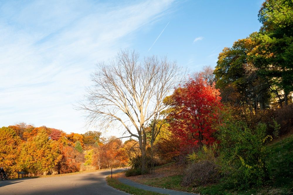 The Arnold Arboretum, 2015