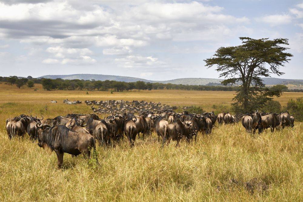 Photograph by SONIA FATTORI