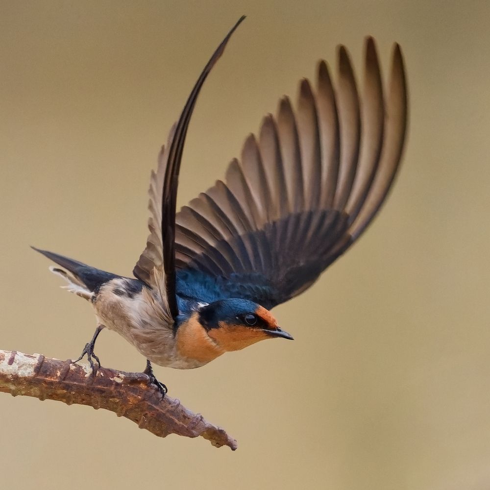 The little bird flies away