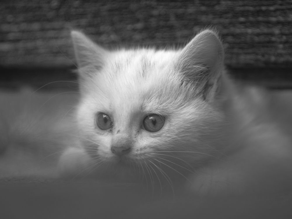 Photograph by 