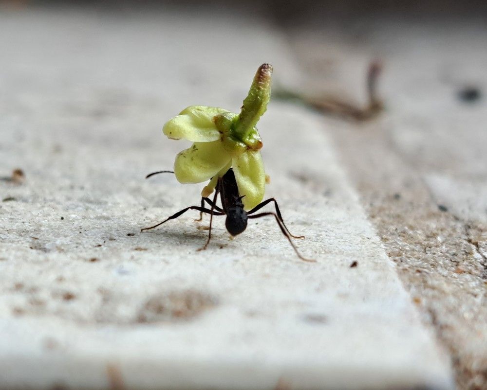Фотография автора gustavo pecelis