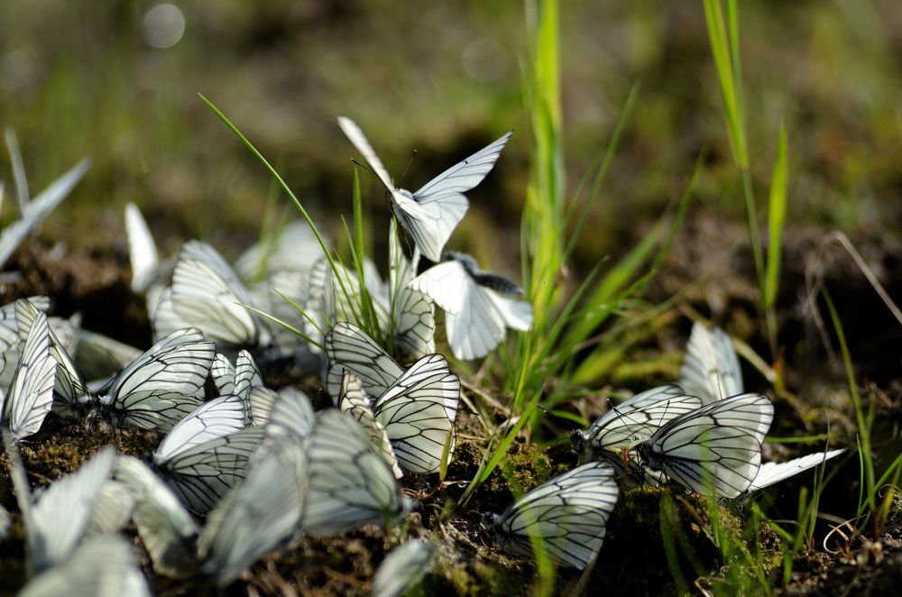 Photograph by Эльвира Быкова