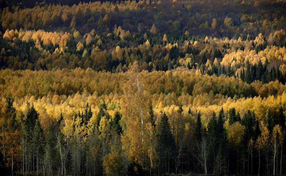 Фотография автора Павел Мартюшев