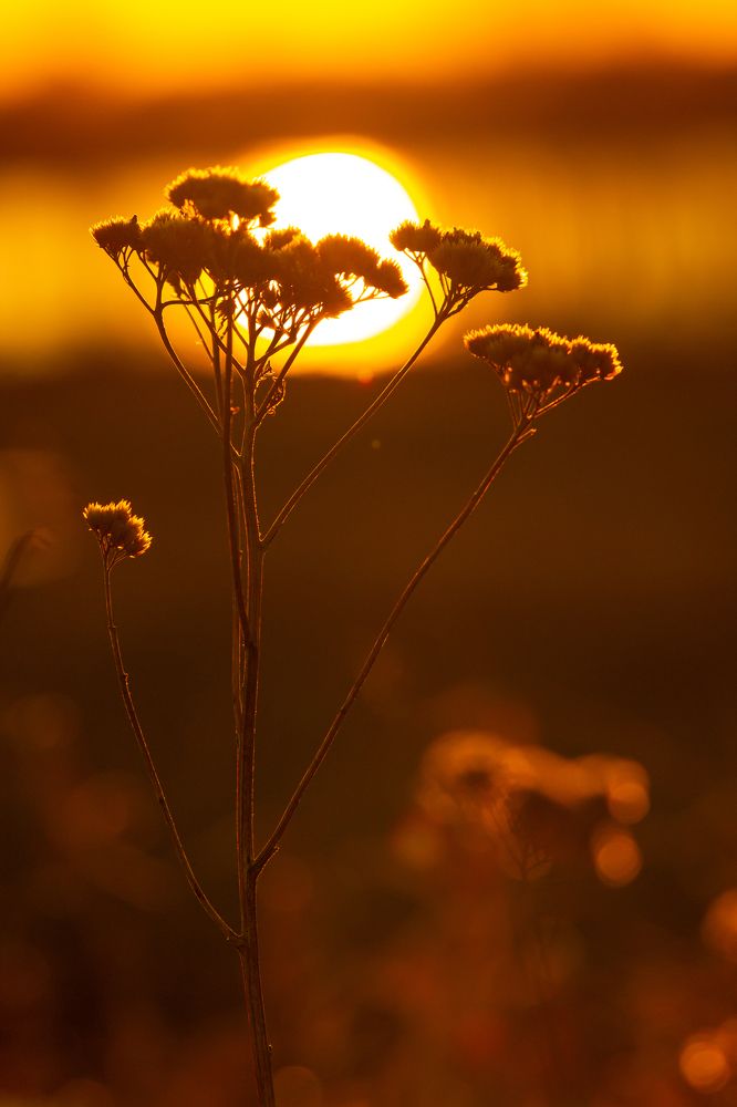 Photograph by Елена Павлова