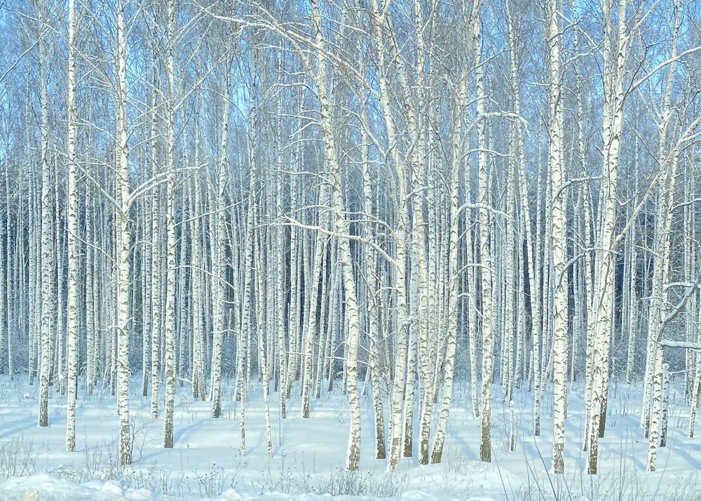 Фотография автора ГУЗАЛИЯ ГАНИЕВА