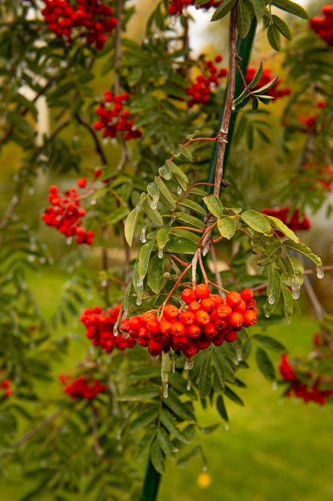 Photograph by Елена Куртеева