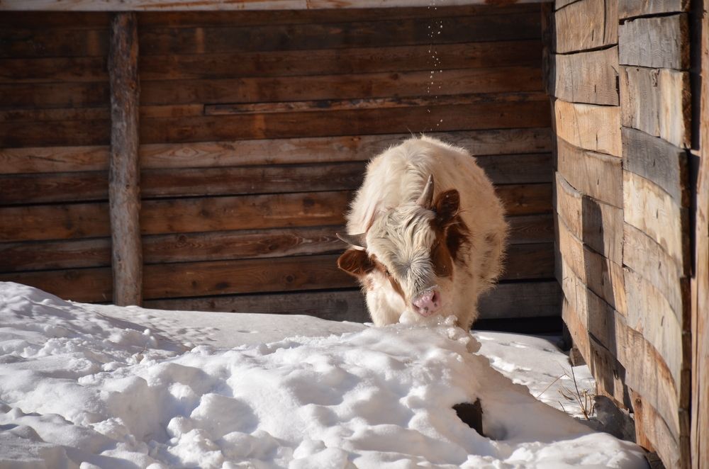 Photograph by Эльвира Быкова