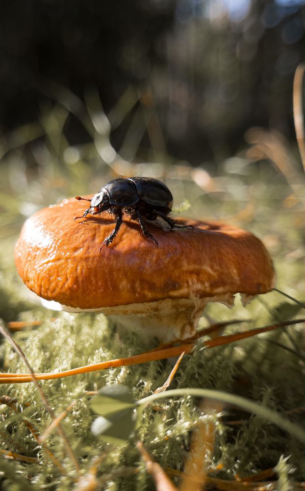 Фотография автора Геннадий Ломеко