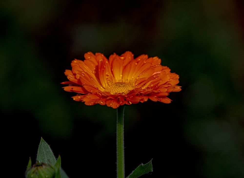 Photograph by Анна Чадова