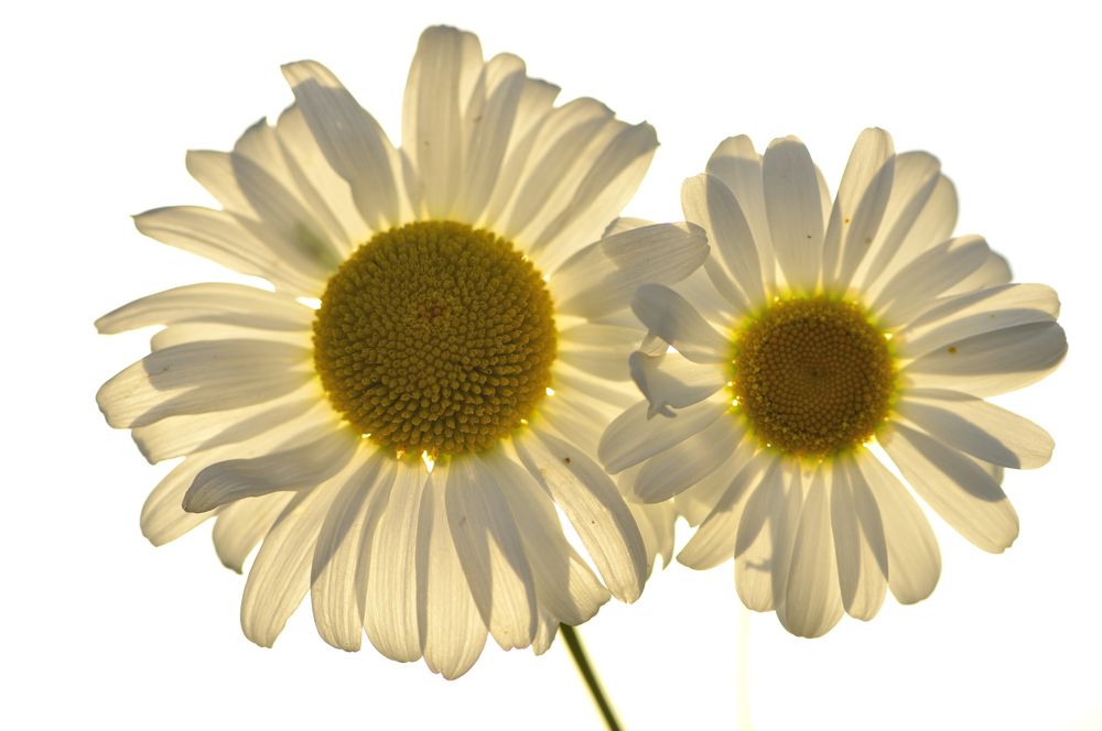 Photograph by ruurd visser