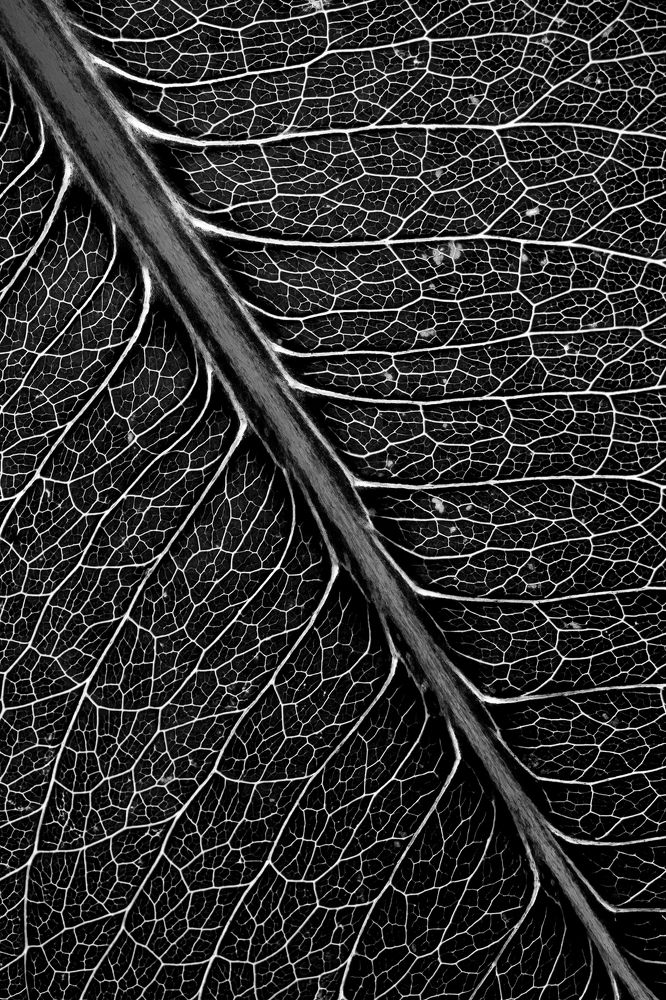 Photograph by Valdir Hobus