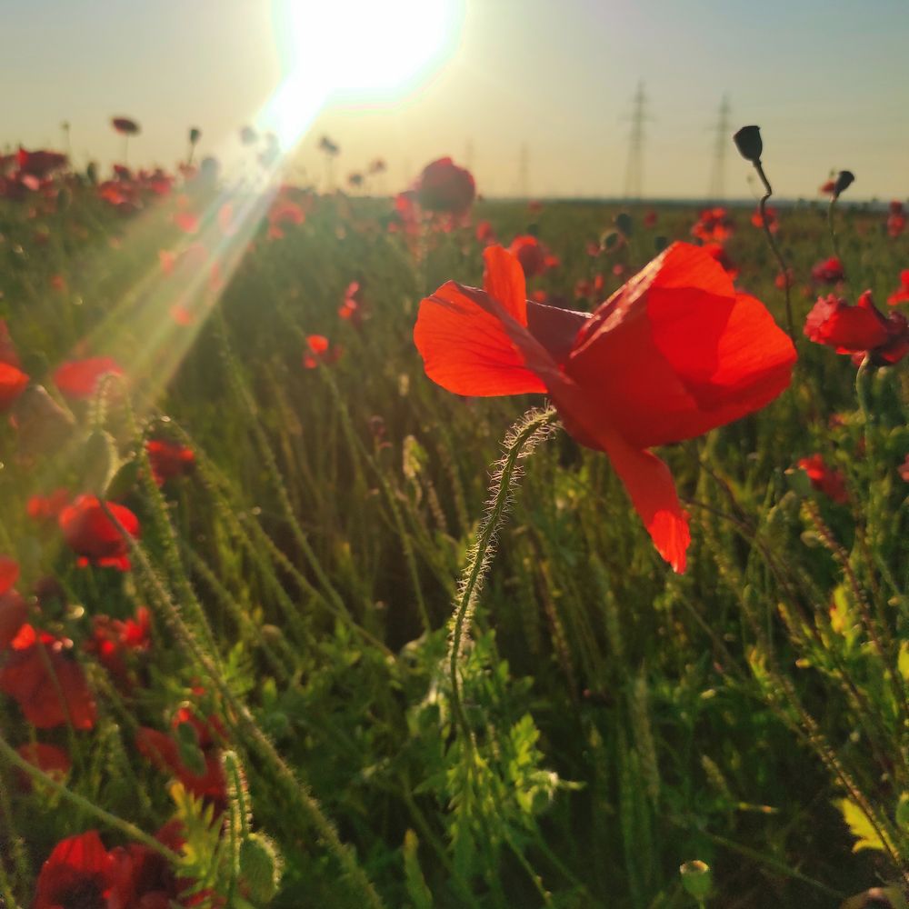 Photograph by Ирина Адлер