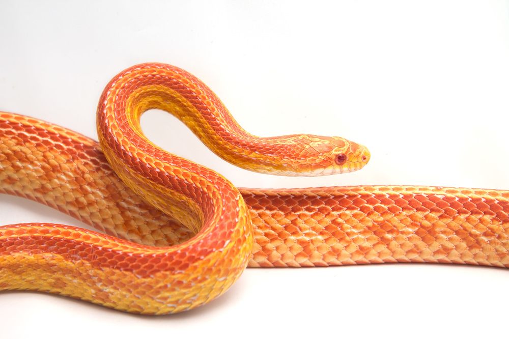 Photograph by Ольга Сельницына