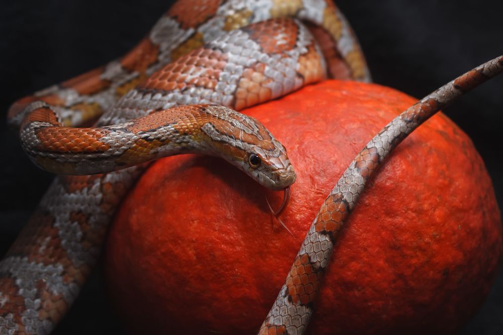 Photograph by Ольга Сельницына