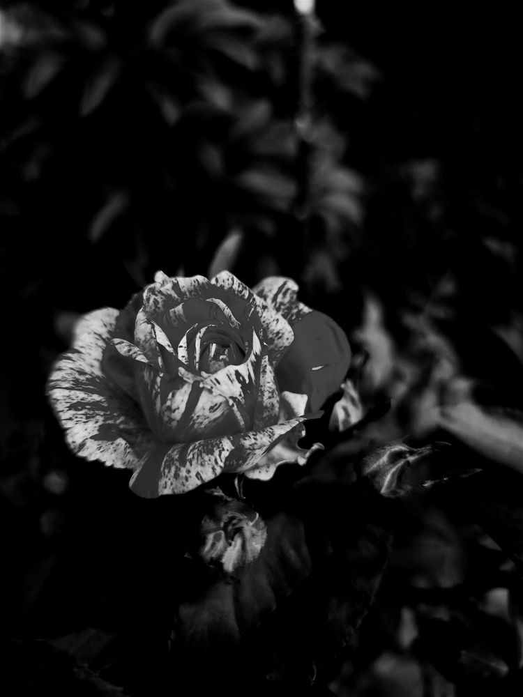 Photograph by Виктория