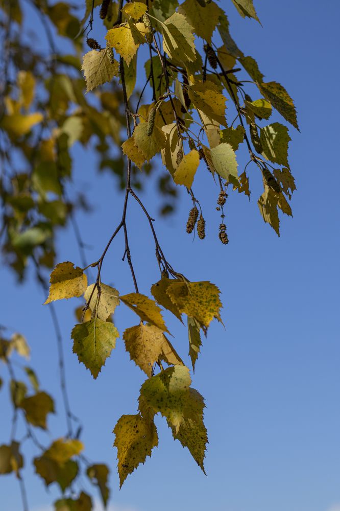 Photograph by Светлана Тарханова