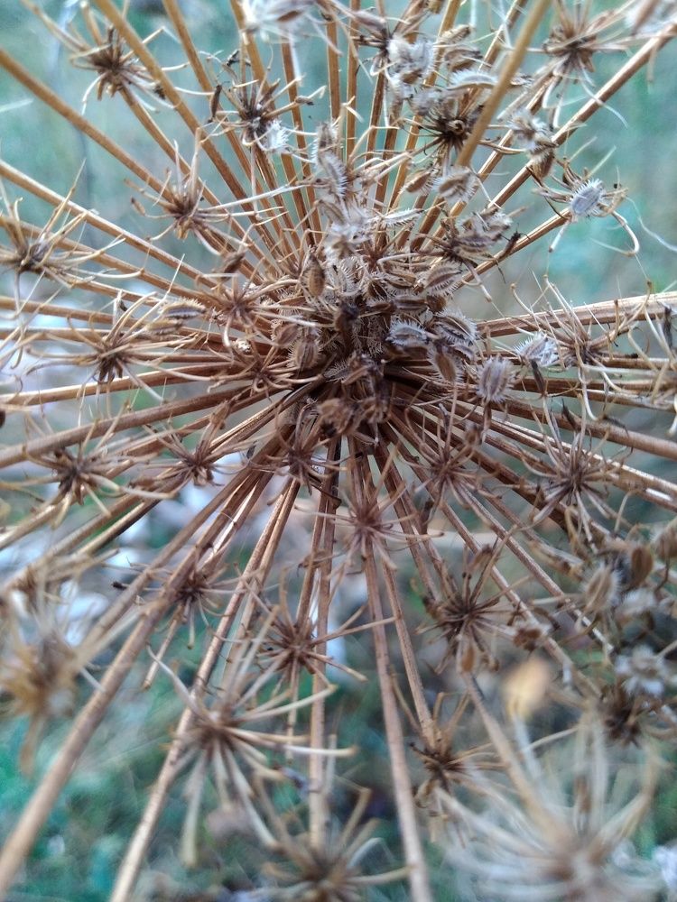 Photograph by Ирина Адлер