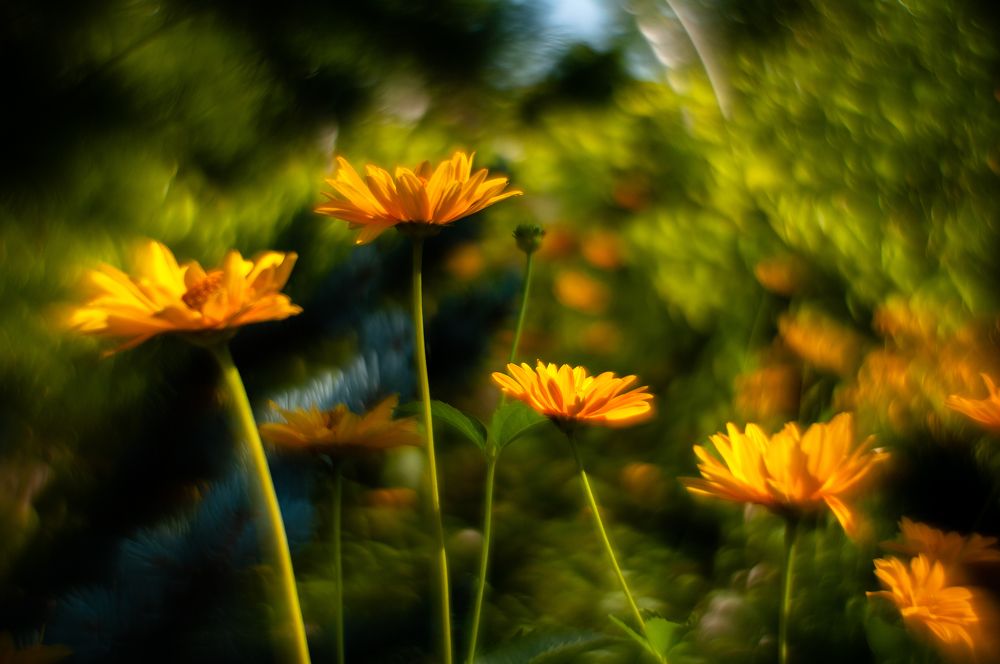 Composition With Orange Flowers №3, 2023