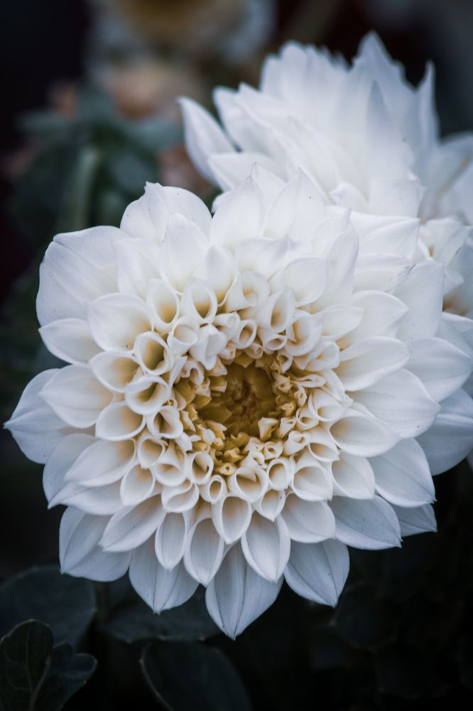 Фотография автора Софья Алексеева