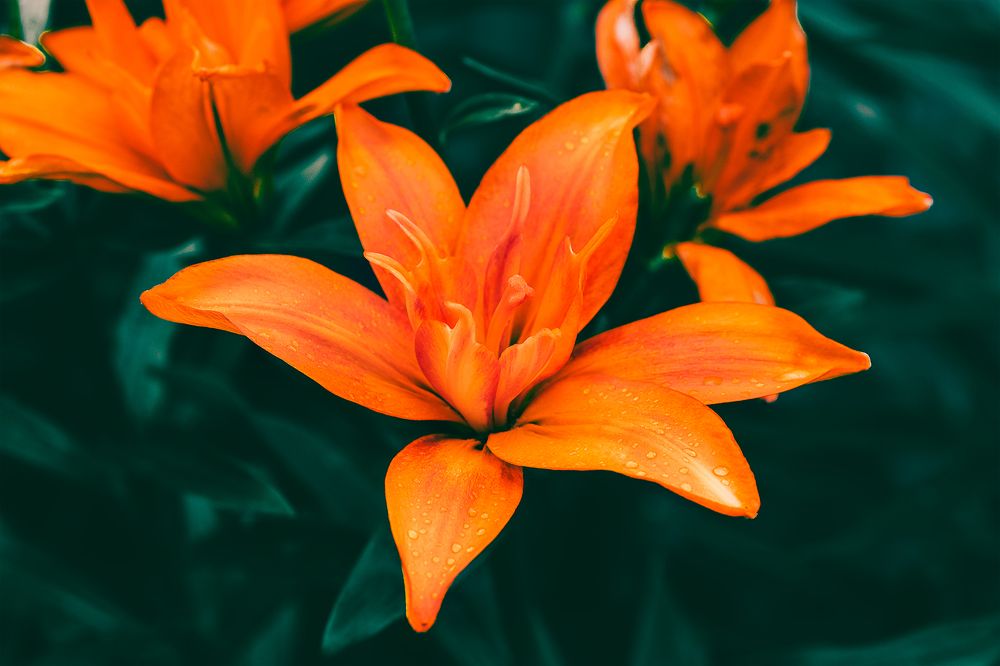 Photograph by Светлана Гущина