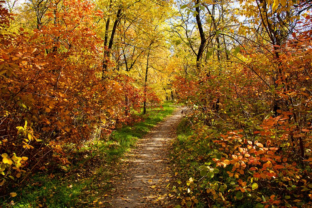 Photograph by Алла Шевченко