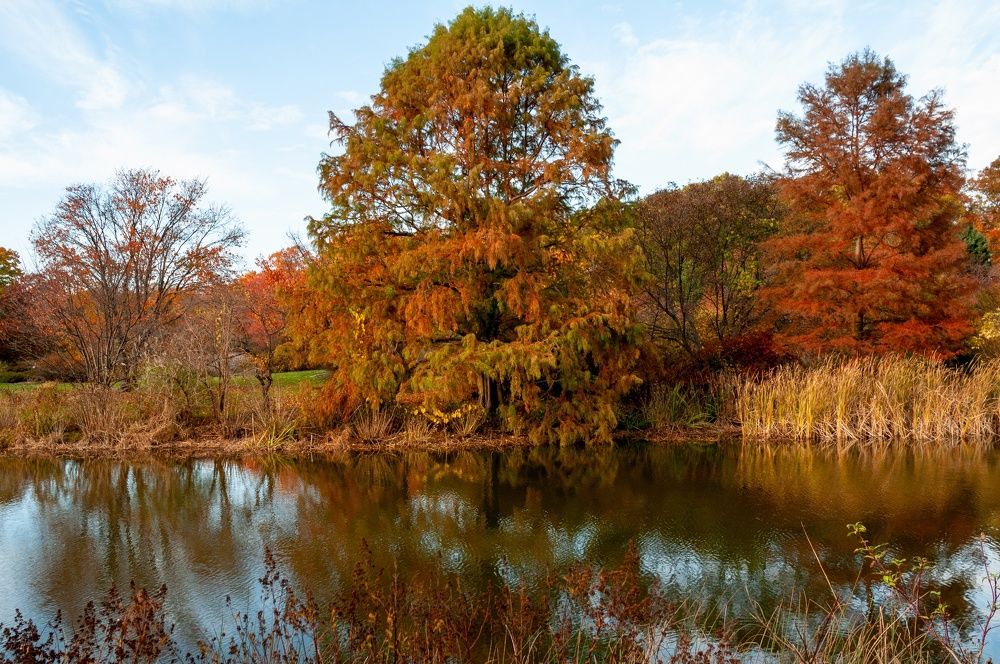 Dawson Pond, The Arnold Arboretum, 2015