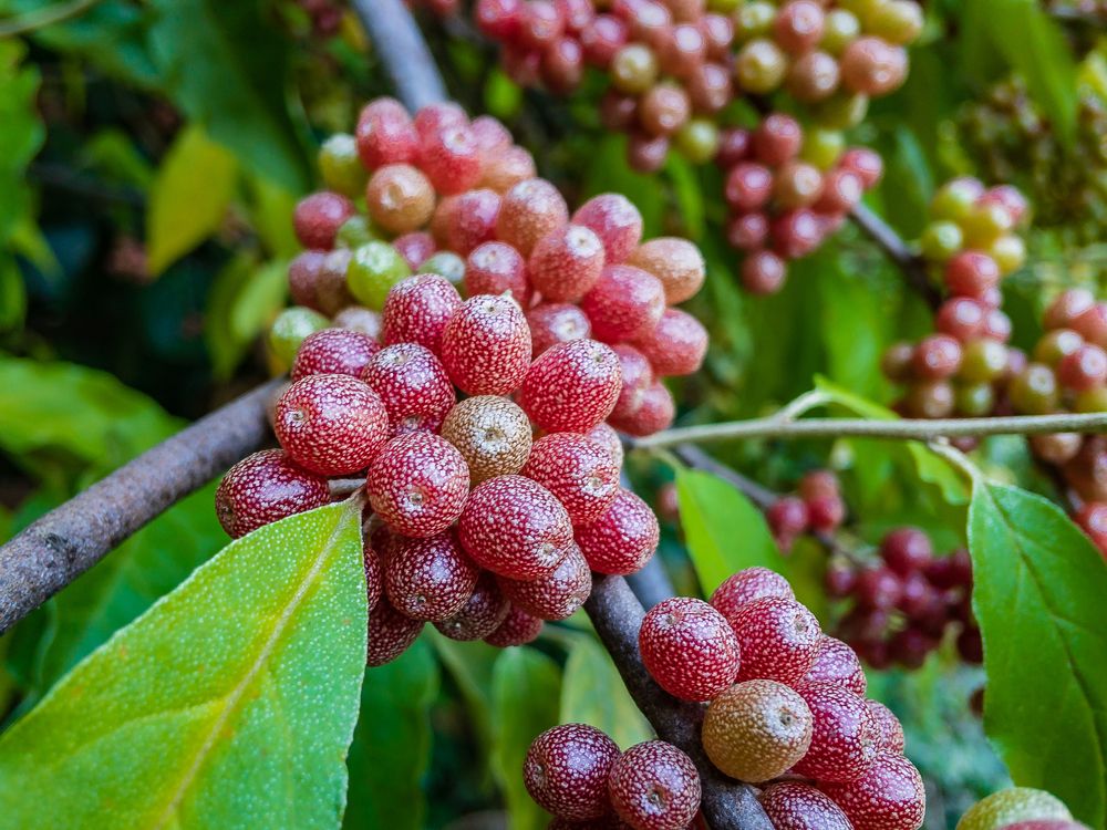 Photograph by Виталий Шкадинов