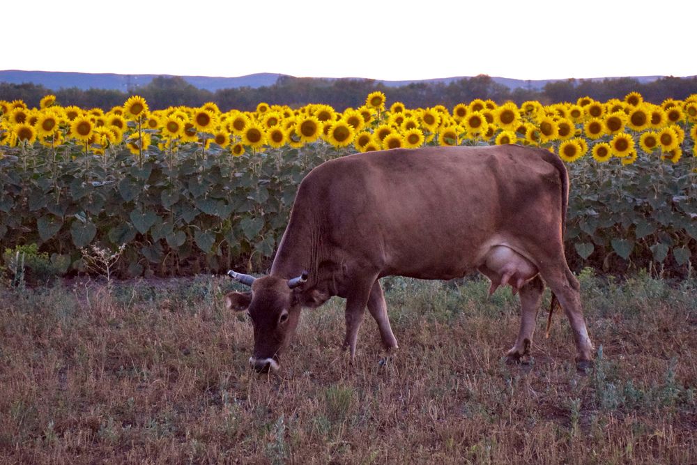Photograph by  Татьяна Дорожко