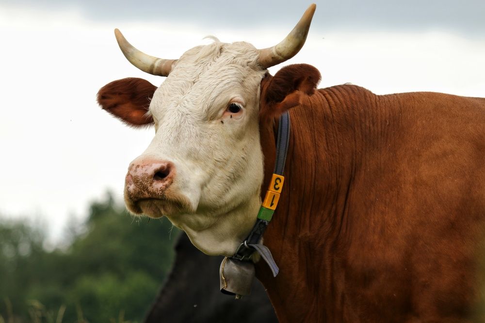 Photograph by Наталья Гайдукевич