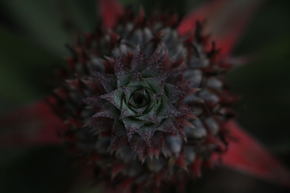 Photograph by Dewindu H. Fernando