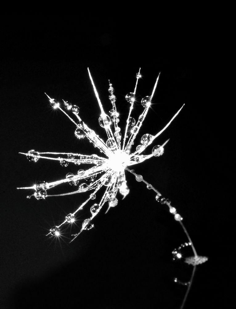 Звезда в ночи